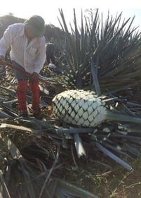 harvesting of the agave