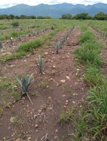 agave and weed