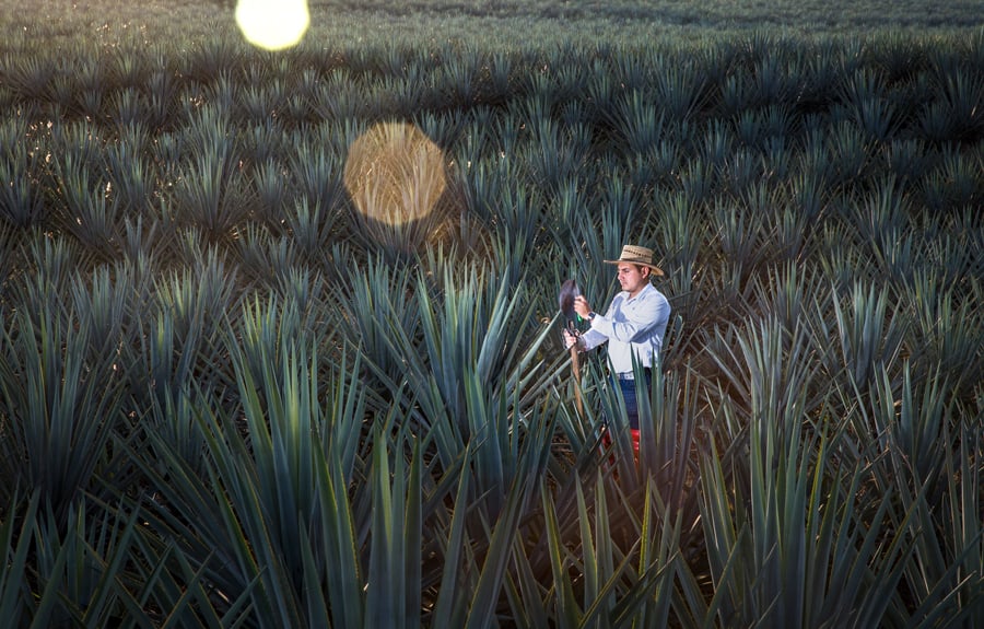 Agave field landscape Casa Sauza Tequila