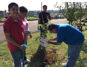 planting trees casa sauza