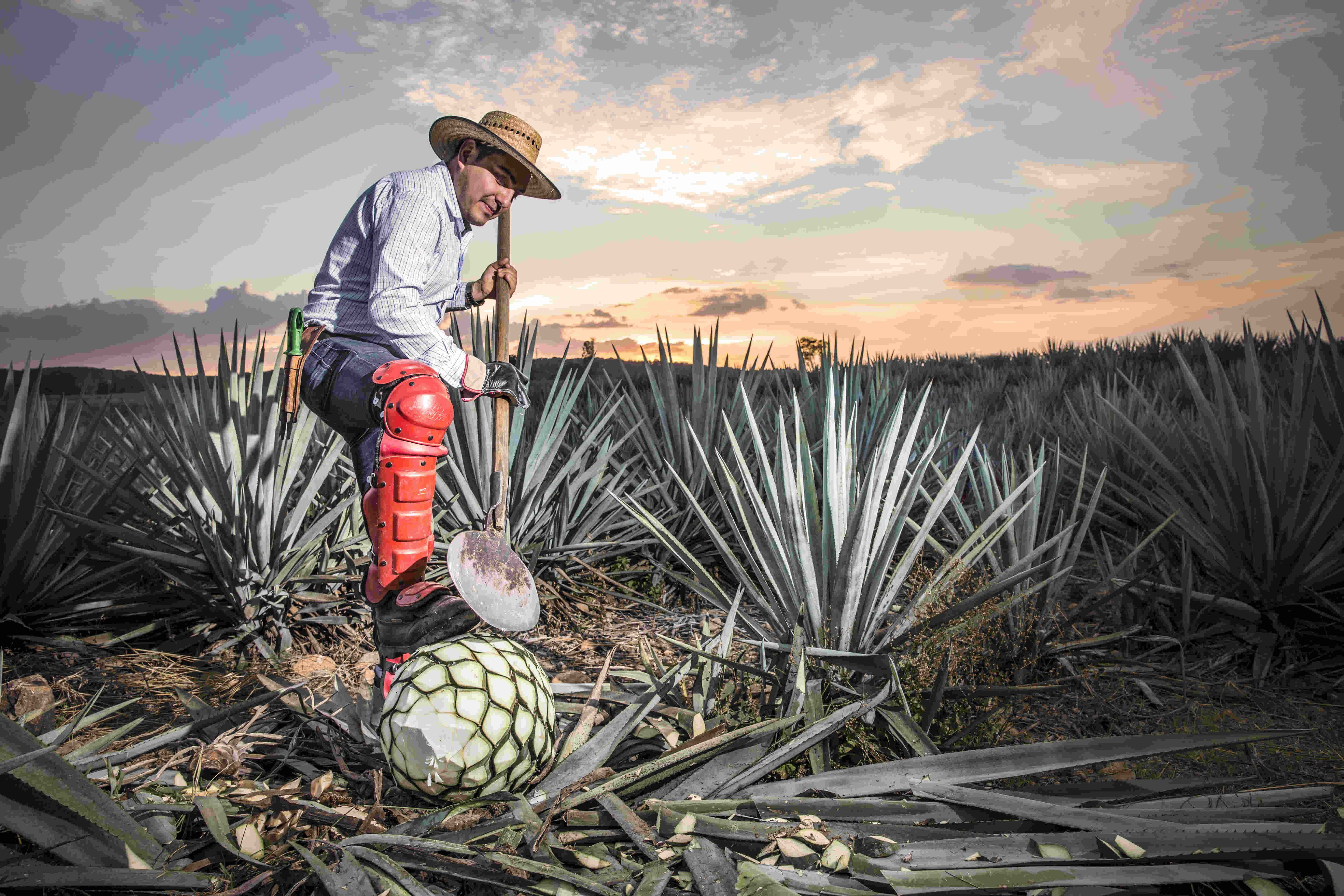 Campo Agave, Corte 6