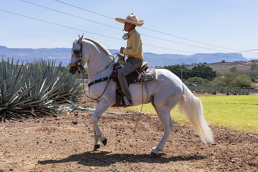 Charro en Casa Sauza