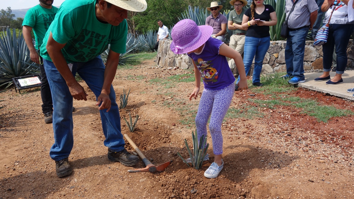 Planting your agave