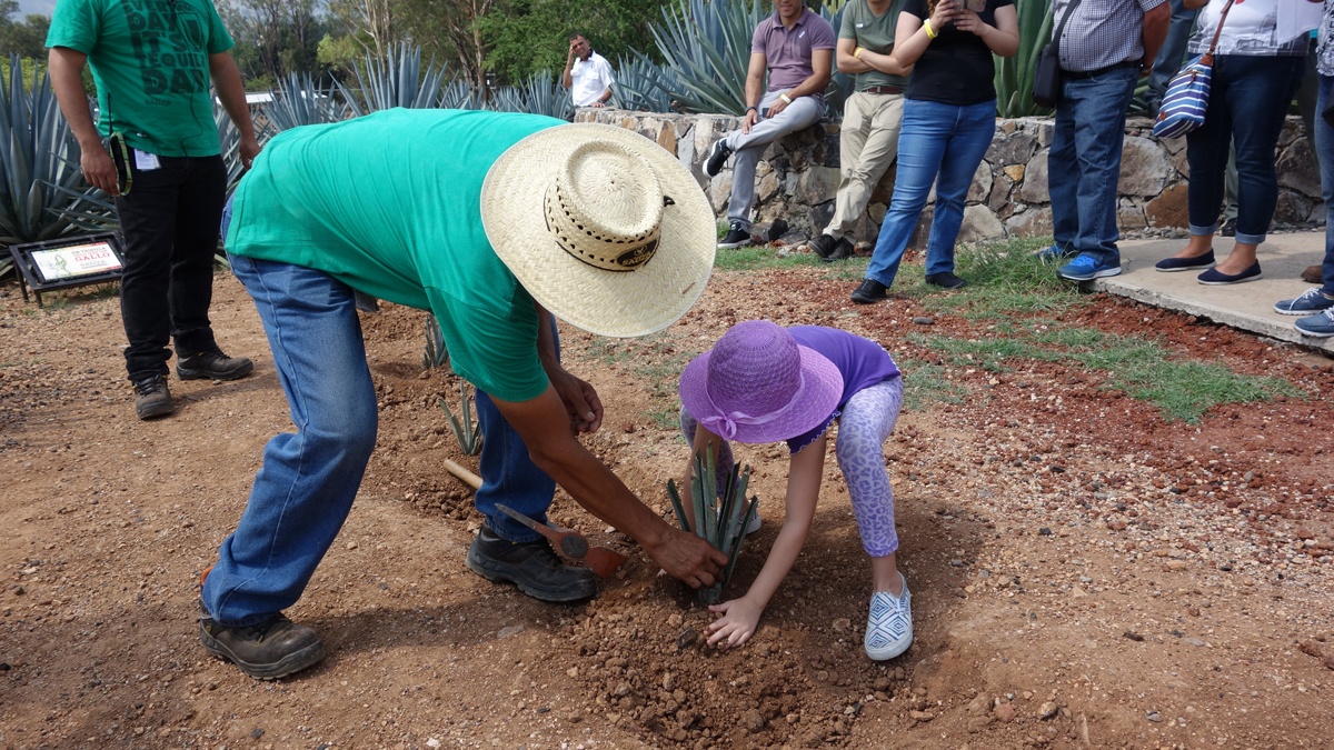 Planta tu propio agave