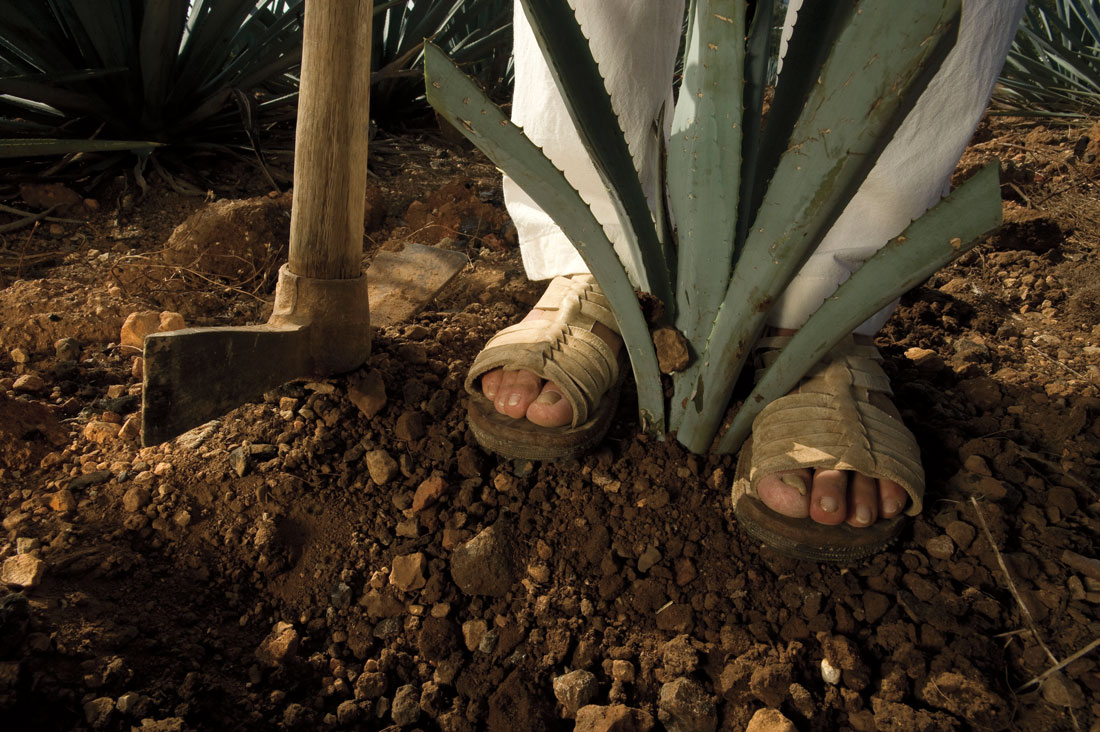 Plant agave casa sauza